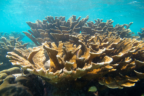 Белизский барьерный риф